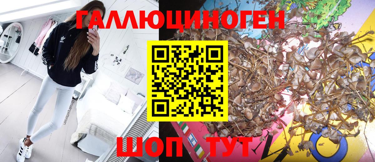 Галлюциногенные грибы Cubensis Краснознаменск